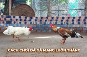 Bật Mí Cách Chơi Đá Gà Sabong 58Win Trăm Trận Trăm Thắng
