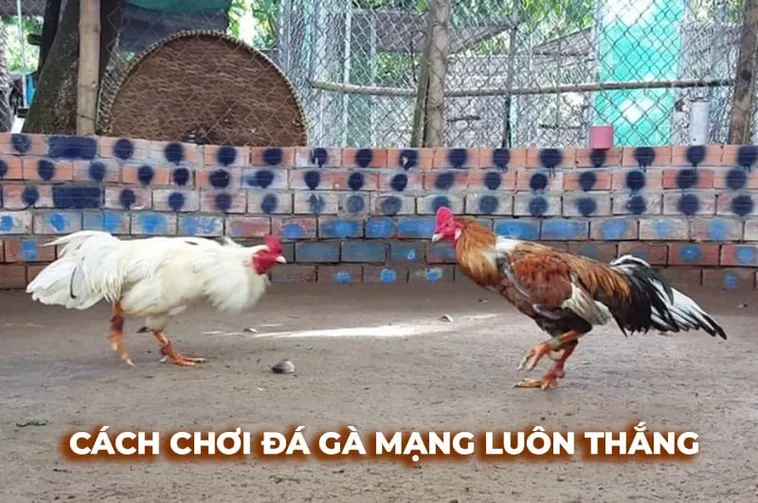 Bật Mí Cách Chơi Đá Gà Sabong 58Win Trăm Trận Trăm Thắng